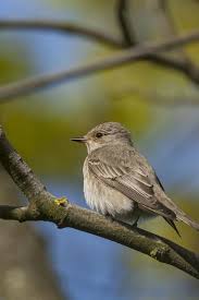 Attēlu rezultāti vaicājumam “Muscicapa striata”