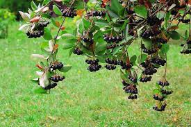 Attēlu rezultāti vaicājumam “Aronia melanocarpa fruit”