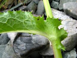 Attēlu rezultāti vaicājumam “Sonchus asper”