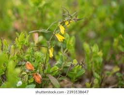 Attēlu rezultāti vaicājumam “Melampyrum sylvaticum flower”