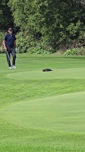 Image result for Warkworth Golf Club