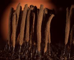 Attēlu rezultāti vaicājumam “Stemonitis virginiensis spores”