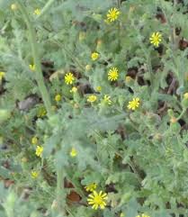 Attēlu rezultāti vaicājumam “Senecio viscosus flower”