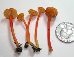 Attēlu rezultāti vaicājumam “Hygrocybe cantharellus”