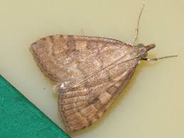 Attēlu rezultāti vaicājumam “Udea fulvalis”