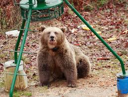 Attēlu rezultāti vaicājumam “Ursus arctos”