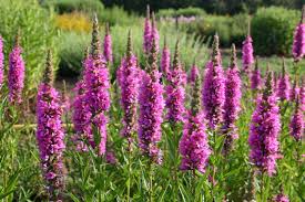 Image result for Blutweiderich