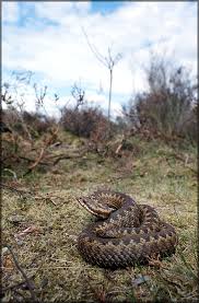Attēlu rezultāti vaicājumam “Vipera berus adult”
