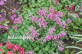 Attēlu rezultāti vaicājumam “Corydalis solida”