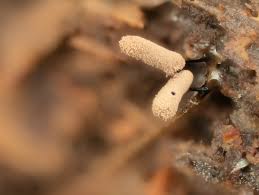 Attēlu rezultāti vaicājumam “Arcyria denudata spores”