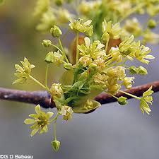 Attēlu rezultāti vaicājumam “Acer platanoides flower”