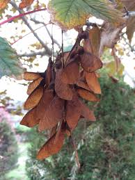 Attēlu rezultāti vaicājumam “Acer pseudoplatanus fo. purpurascens flower”