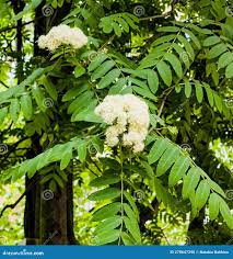 Attēlu rezultāti vaicājumam “Sorbus aucuparia flower”