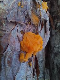 Attēlu rezultāti vaicājumam “Dacrymyces chrysospermus spores”