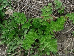 Image result for Pastinaca sativa