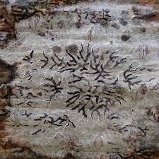 Attēlu rezultāti vaicājumam “Phaeographis dendritica”