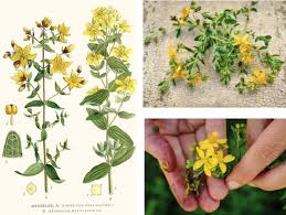 Attēlu rezultāti vaicājumam “Hypericum maculatum flower”