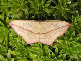 Attēlu rezultāti vaicājumam “Timandra comae”