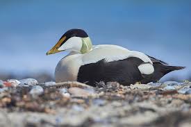 Attēlu rezultāti vaicājumam “Somateria mollissima”