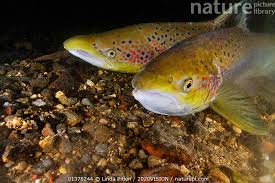 Image result for Salmo salar