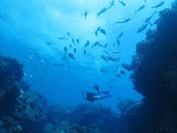 Image result for Three Seas Diving