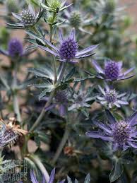 Image result for Eryngium `Blue Hobbit`