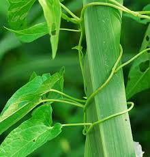 Attēlu rezultāti vaicājumam “Calystegia sepium fruit”