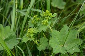 Attēlu rezultāti vaicājumam “Alchemilla vulgaris aggr. flower”
