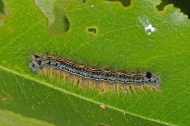 Attēlu rezultāti vaicājumam “Malacosoma neustria”