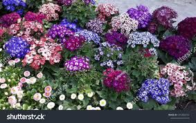 Attēlu rezultāti vaicājumam “Lobularia maritima”