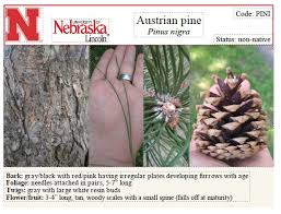 Attēlu rezultāti vaicājumam “Pinus nigra fruit”