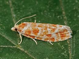 Attēlu rezultāti vaicājumam “Rhyacionia pinicolana”