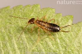 Attēlu rezultāti vaicājumam “Forficula auricularia”