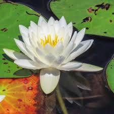 Attēlu rezultāti vaicājumam “Capsus ater imago”