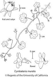 Attēlu rezultāti vaicājumam “Cymbalaria muralis flower”