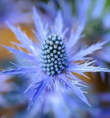 Attēlu rezultāti vaicājumam “Eryngium planum flower”