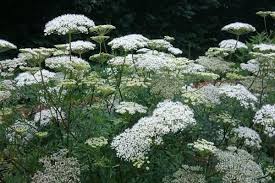 Attēlu rezultāti vaicājumam “Cenolophium denudatum”