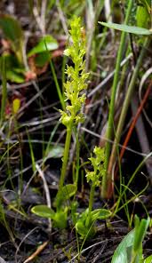 Attēlu rezultāti vaicājumam “Hammarbya paludosa leaf”