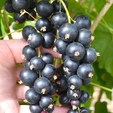 Attēlu rezultāti vaicājumam “Ribes nigrum fruit”