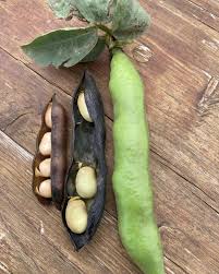 Attēlu rezultāti vaicājumam “Vicia faba”