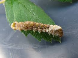 Attēlu rezultāti vaicājumam “Thyatira batis imago”