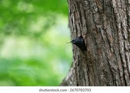 Attēlu rezultāti vaicājumam “Sturnus vulgaris nest”