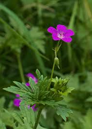Attēlu rezultāti vaicājumam “Geranium palustre flower”