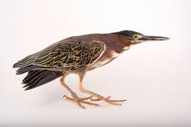 Image result for Butorides virescens