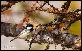 Image result for Poecile montana