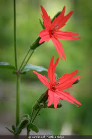 Attēlu rezultāti vaicājumam “Silene borysthenica flower”