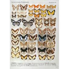 Attēlu rezultāti vaicājumam “Riodinidae”