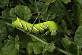 Attēlu rezultāti vaicājumam “Sphinx ligustri”