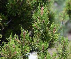 Attēlu rezultāti vaicājumam “Pinus banksiana”