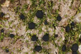 Attēlu rezultāti vaicājumam “Bacidia subincompta”